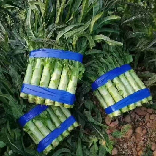 通许县25年红叶莴笋，大量上市，产地直发，量大价优，欢迎咨询
