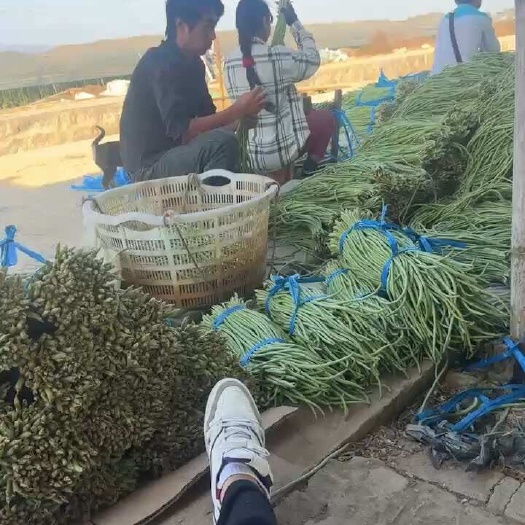瑞丽市长豇豆
