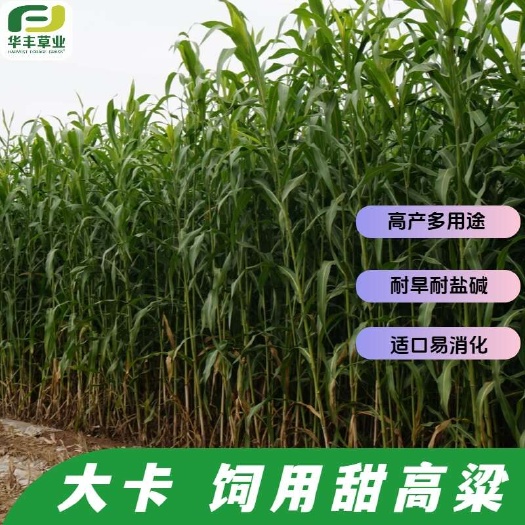 【大卡甜高粱牧草种子】畜禽饲用草籽牛羊鹅兔鱼黄微青贮饲料