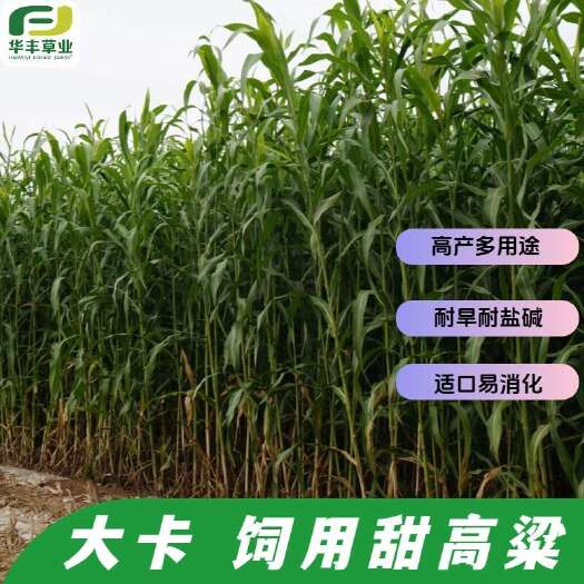 郑州【大卡甜高粱牧草种子】畜禽饲用草籽牛羊鹅兔鱼黄微青贮饲料