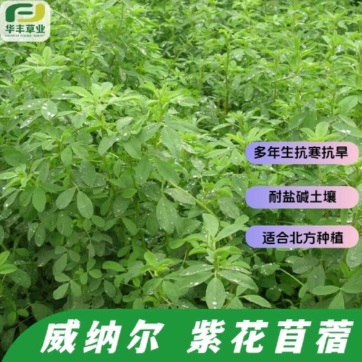 威纳尔紫花苜蓿【适应性强品种】抗寒抗旱 耐盐碱士壤多用途饲草