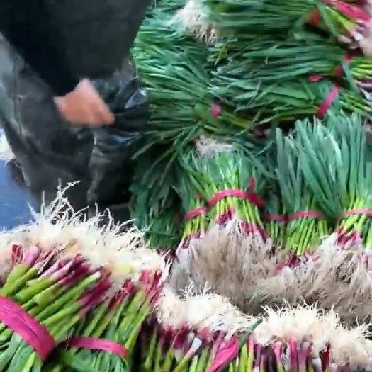内黄精品基地蒜苗大量上市，质量好价格低