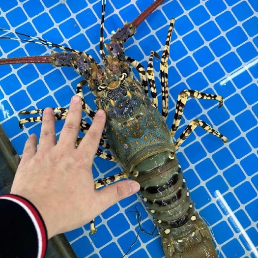 青龙虾 海鲜大龙虾活冻波士顿龙虾冰冻小青龙冷冻批发