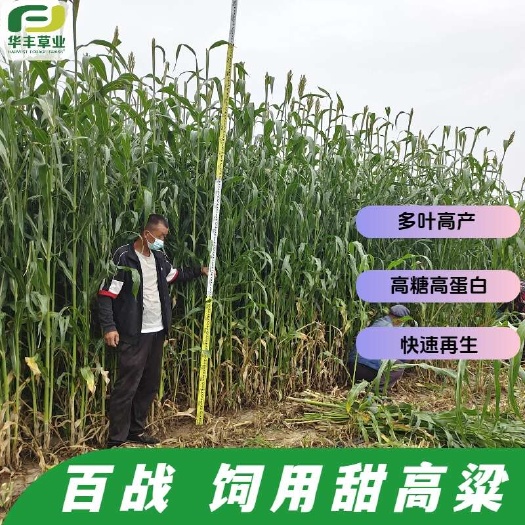 【百战甜高粱种子】畜禽饲用牧草籽牛羊鹅兔鱼黄微青贮饲料草