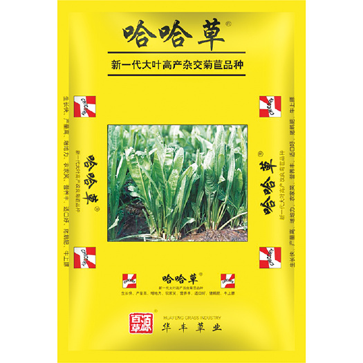 郑州菊苣种子多年生高蛋白牧草 适口性好 抗病害适合各类家畜