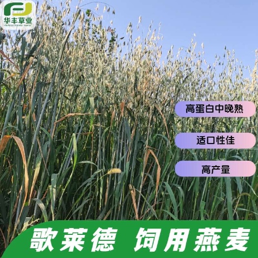 郑州饲用燕麦种子养殖过冬牧草耐寒种籽四季养殖牧草喂牛羊鸡鸭鹅猪草