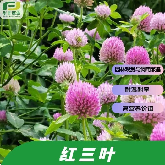 红三叶种子短期多年生草本耐湿耐旱高营养价值园林观赏与饲用兼备
