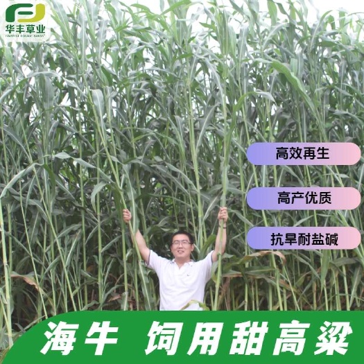 【海牛甜高粱草种子】畜禽饲用牧草籽牛羊鹅兔鱼黄青贮饲料草