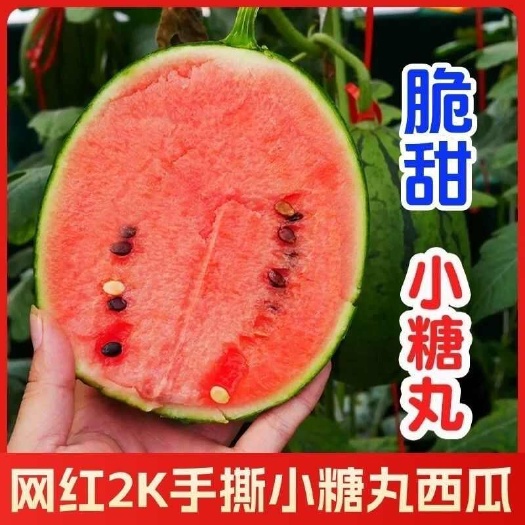 昌乐县山东潍坊小西瓜手撕薄皮吊瓜新鲜水果手剥拨袖珍西瓜批发