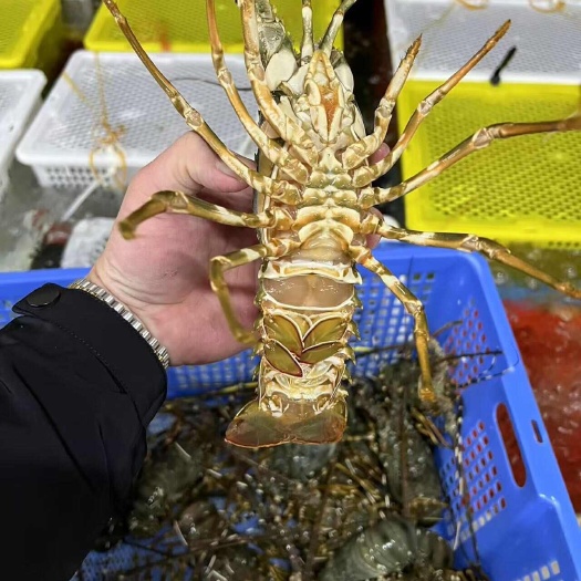 生冻小青龙冻花龙虾波士顿龙虾海鲜大龙虾鲜活冷冻整箱