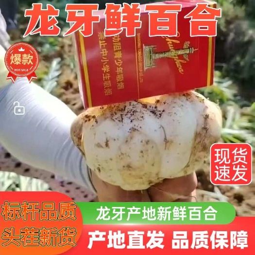 2025新鲜龙牙百合食用现挖大果级湖南特产非兰州白合批发