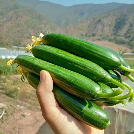 昌乐县天然清脆爽口生吃水果黄瓜解腻刮油蔬菜