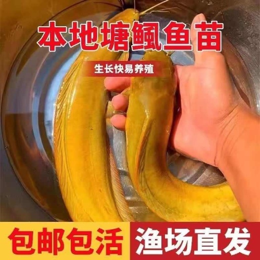 塘鲺苗  塘角鱼苗 皇妃一号三黄苗耐活鲶鱼苗活体本地塘鲺鱼苗