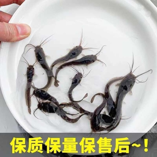 新兴县埃及塘鲺鱼苗革胡子鲶鱼苗八胡子鲶鱼好养鱼苗