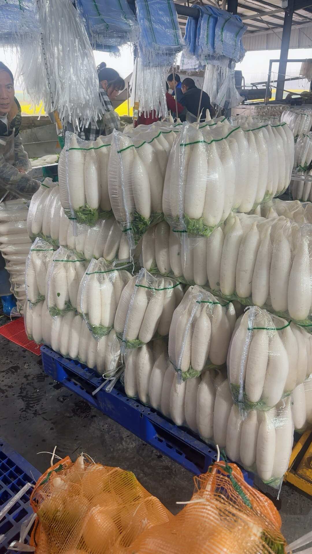 新鲜白萝卜 当季根茎蔬菜直销