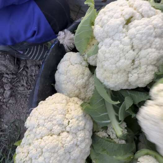 启东市精品花菜