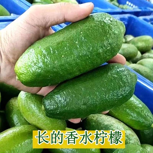 景洪市全年供应云南西双版纳香水柠檬独立包装电商一件代发