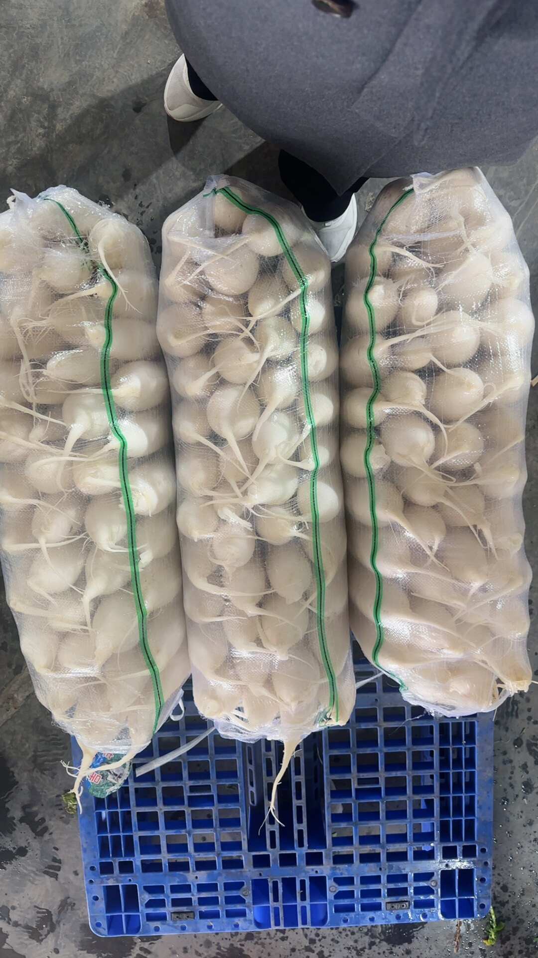 新鲜白萝卜 当季根茎蔬菜直销