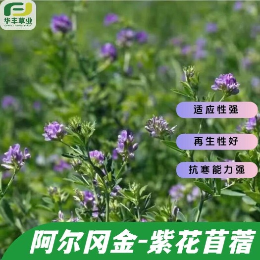 阿尔冈金紫花苜蓿草种子-抗寒 再生性好 抗寒能力强