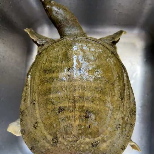 武汉湖塘正宗活鲜黄甲鱼