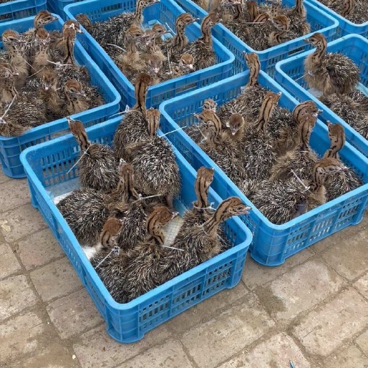 嘉祥县疫苗齐全，源头检疫证明，提供技术支持，低成本高收入，帮回收！