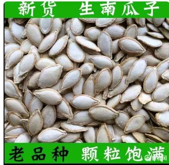 华容县岳阳华容县产南瓜子 干果零食 保质期6-12个月 现货批发