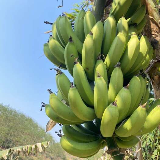 昌宁县云南香蕉