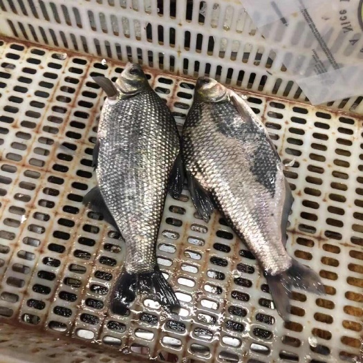 武汉武昌鱼（鳊鱼）