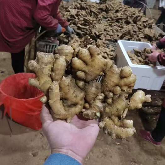 莒县《推荐》生姜 山东优质窖藏生姜，品质保证 全国发货
