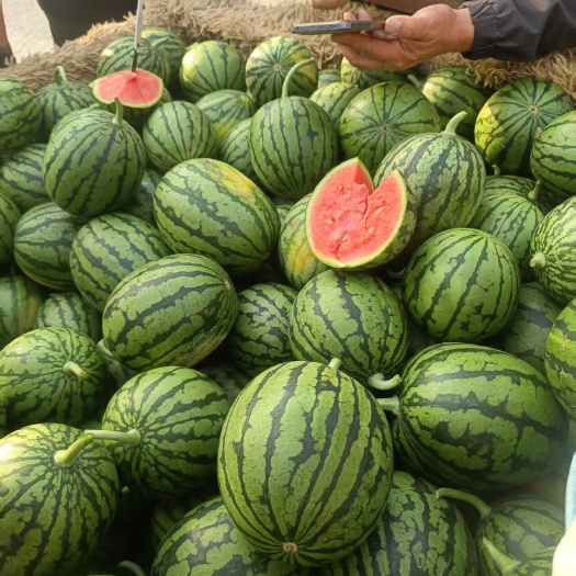 砀山县小糖丸西瓜，安徽砀山县，产地直发，量大价优