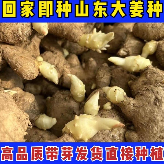 《姜种》368优产姜种 合作种植 技术指导 产量大 技术跟踪