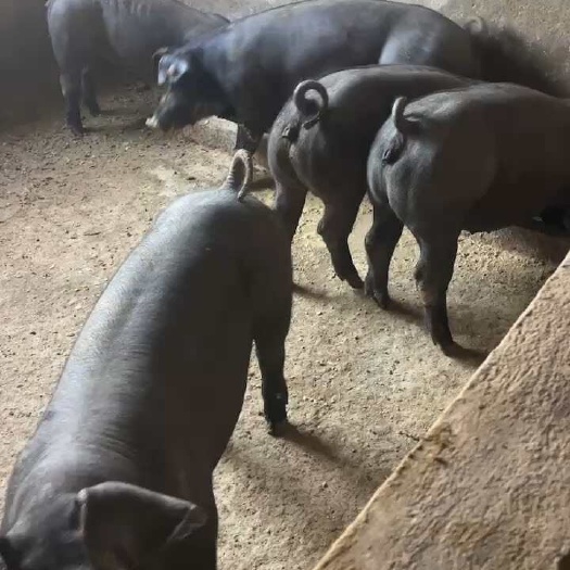 长期供应 黑猪苗 种公 种母