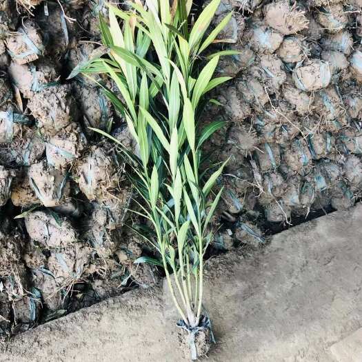 沭阳县夹竹桃 基地自产自销 尺寸齐全 价格便宜丛生夹竹桃小苗