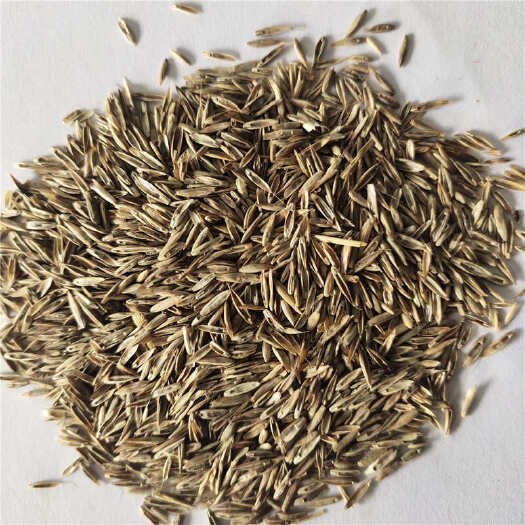 沭阳县早熟禾草坪种子 厂家直销 价格便宜 出芽率好 量小可快递