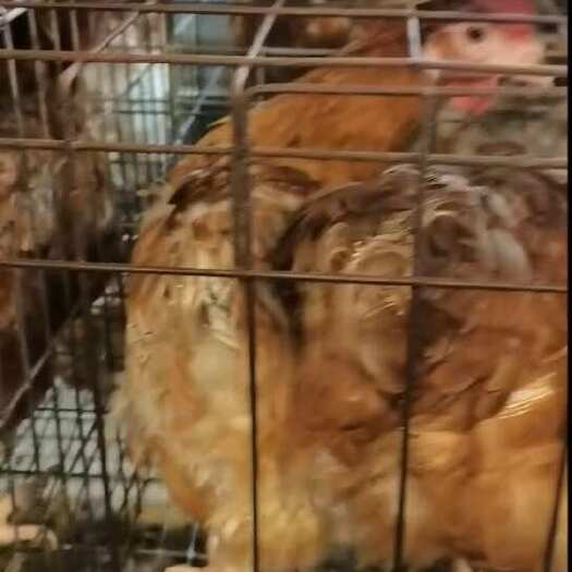 陆川县红毛脆皮老母鸡，500天，均重4.4斤，鸡健康老水脆皮