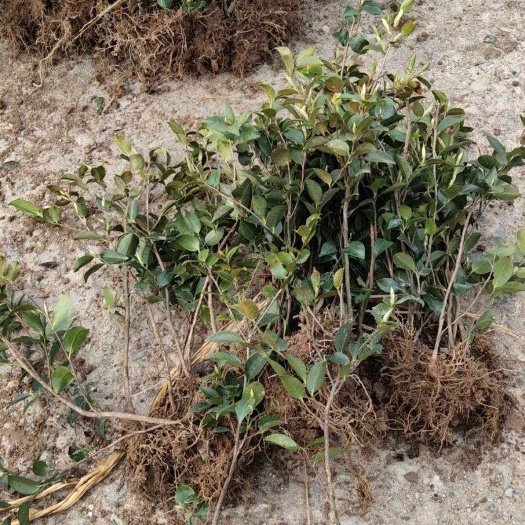 金华金华金东区直发茶梅苗木花草茶梅花盆栽绿化苗木