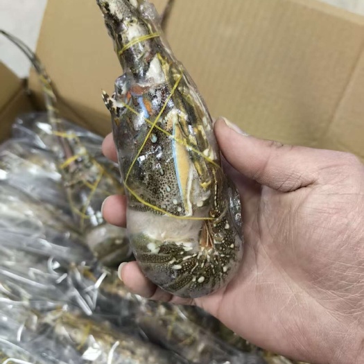 上海新鲜小青龙龙虾鲜活冷冻澳龙鲜活大龙虾特大澳洲龙虾海鲜水产10