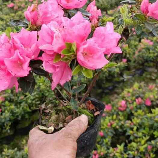 金华金华东区直发春鹃灌木苗木花草园林绿化用