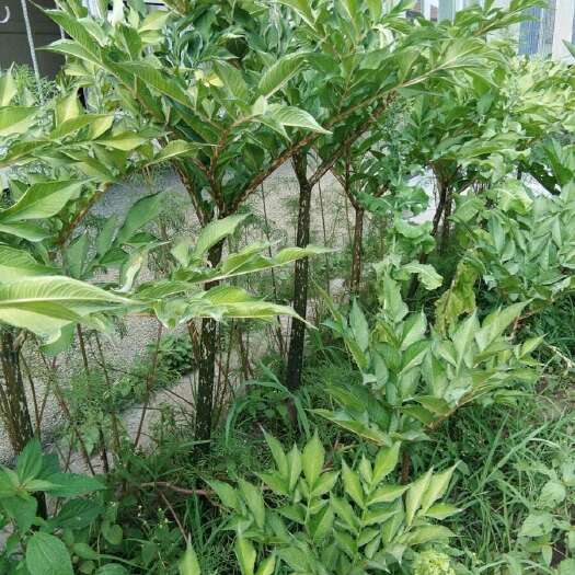 巫溪重庆巫溪魔芋专业种植户大量新鲜魔芋采挖批发 零售