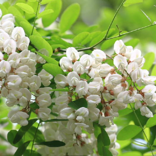 辉县市槐花（学名Robinia pseudoacacia L.）