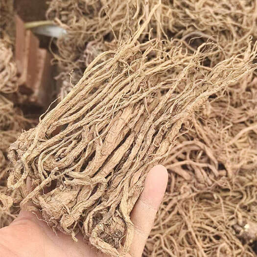 昆明当归个子当归片全归大货批发工厂直供