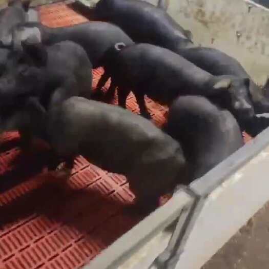 淮安江苏淮安优质黑猪供应 公母混合30～40斤育肥猪苗