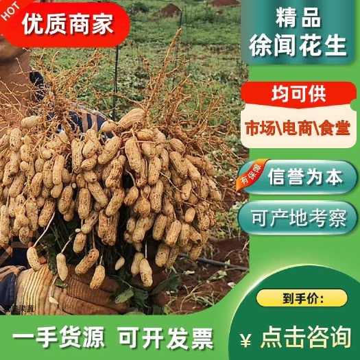 红皮花生湛江徐闻 产地直供 颗粒饱满 诚信经营 视频看货