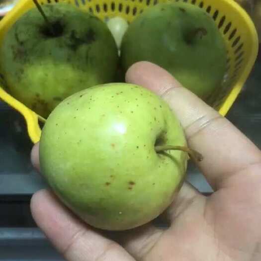 平乐县广西山楂果批发代购