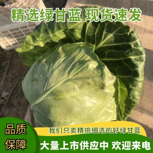 中甘系列  绿甘蓝大量上市供应中
