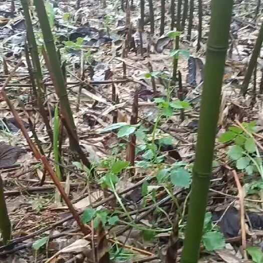 峨眉山市四川乐山新鲜罗汉笋 竹笋批发零售价格商议