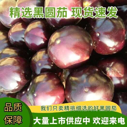 博爱县精品黑圆茄大量上市供应中
