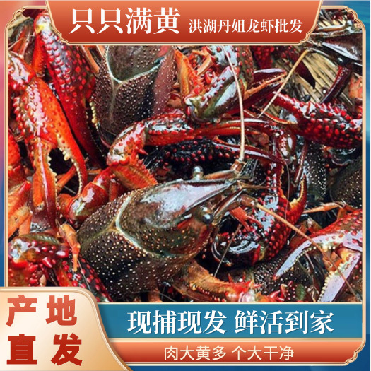 洪湖市湖北小龙虾鲜活农家清水青中红新鲜水产批发小龙虾商用批发