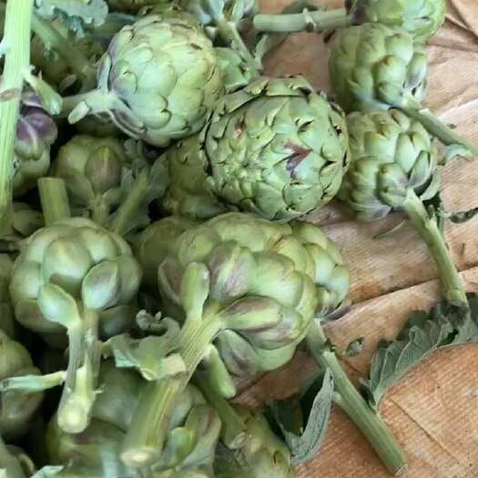 易门县鲜洋蓟