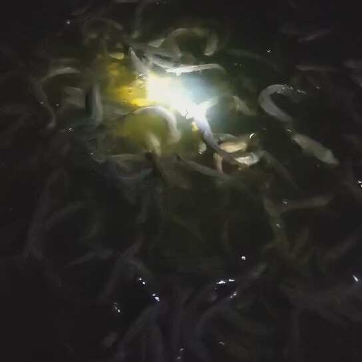 莒南县泥鳅苗